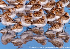 Western Sandpiper