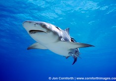 Lemon Shark