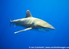 Oceanic Whitetip