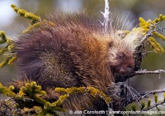 Porcupine
