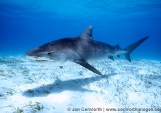 Tiger Shark