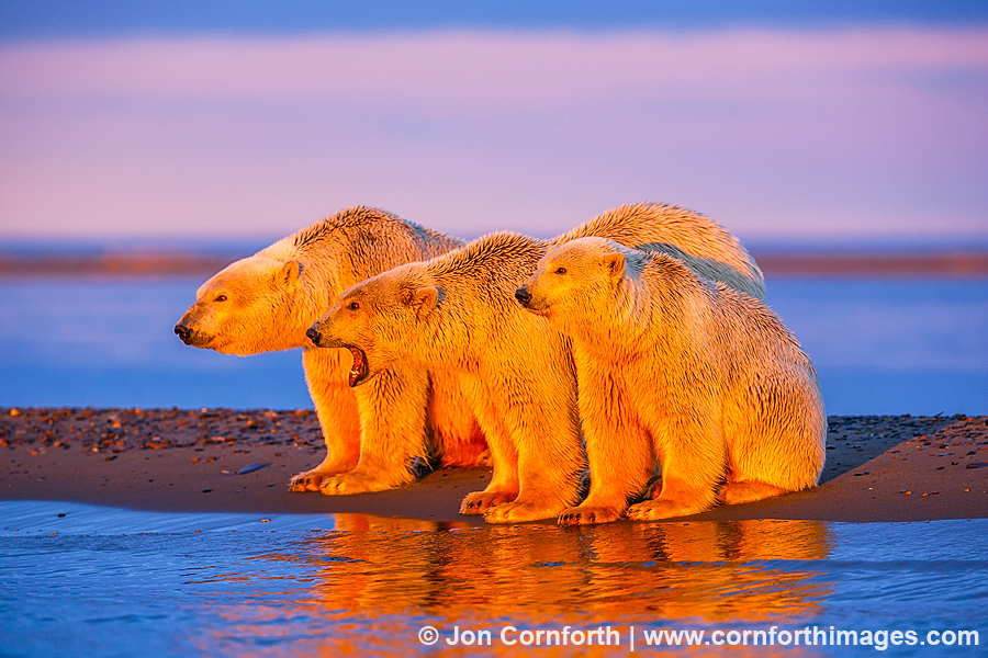 http://cornforthimages.com/wp-content/uploads/2013/01/Barter-Island-Polar-Bears-100.jpg