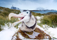 Wandering Albatross