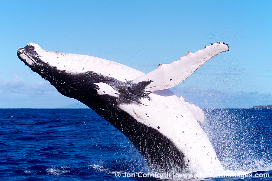 Image result for humpback