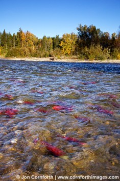 Adams River Salmon Run