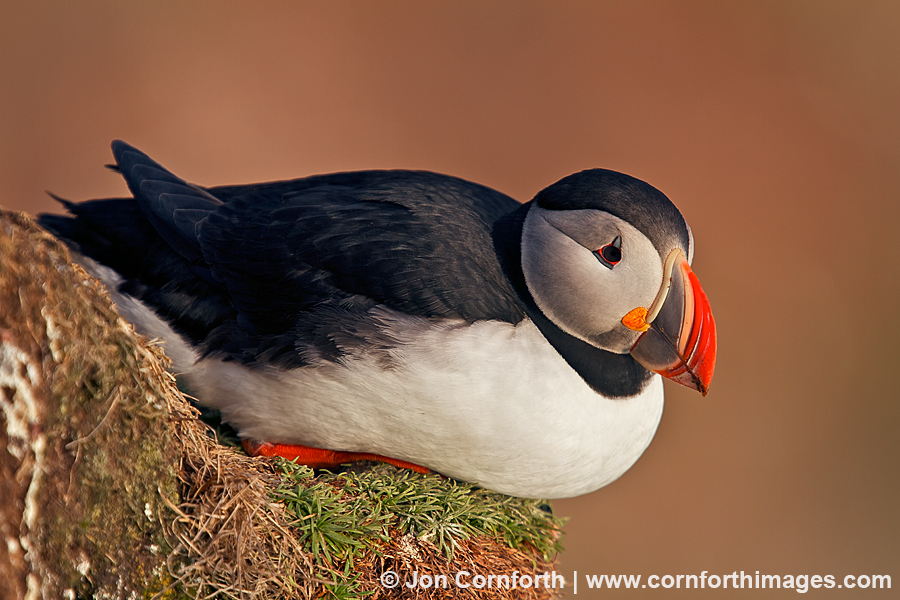 Atlantic Puffin 17