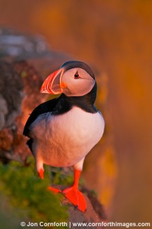 Atlantic Puffin 8