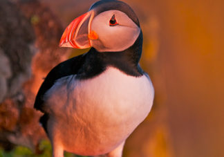 Atlantic Puffin 8