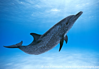 Atlantic Spotted Dolphin 1
