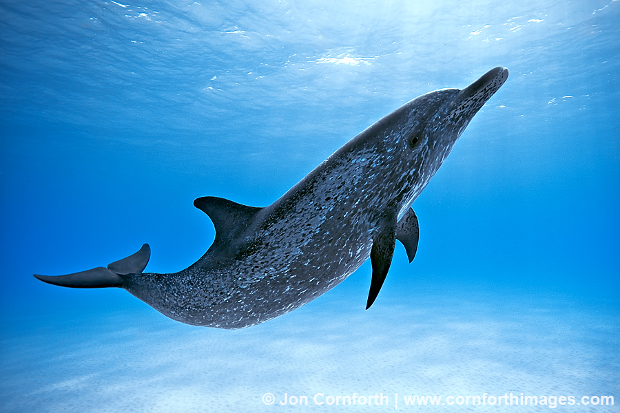 Atlantic Spotted Dolphin Baby