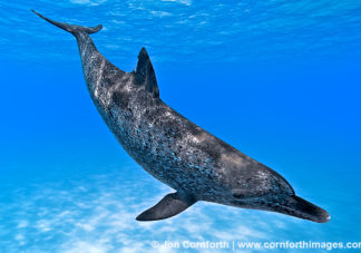 Atlantic Spotted Dolphin 12