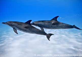 Atlantic Spotted Dolphin 14