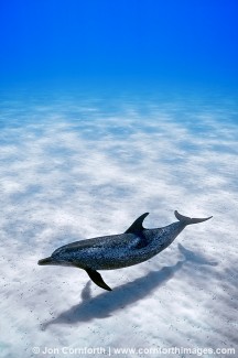 Atlantic Spotted Dolphin 16