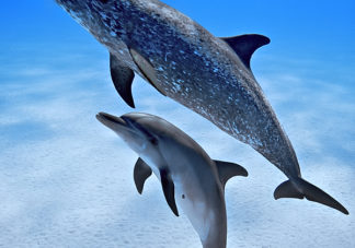 Atlantic Spotted Dolphin 17