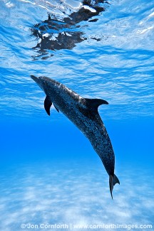 Atlantic Spotted Dolphin 18
