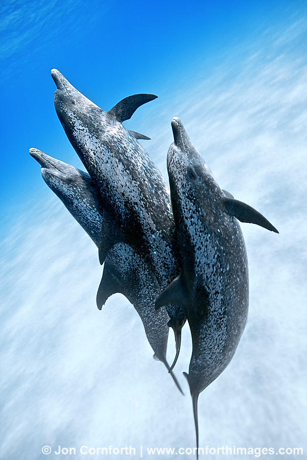 Atlantic Spotted Dolphin 2
