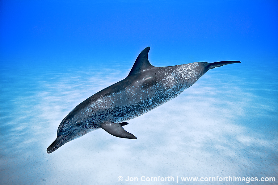 Atlantic Spotted Dolphin 23