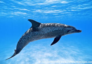 Atlantic Spotted Dolphin 24
