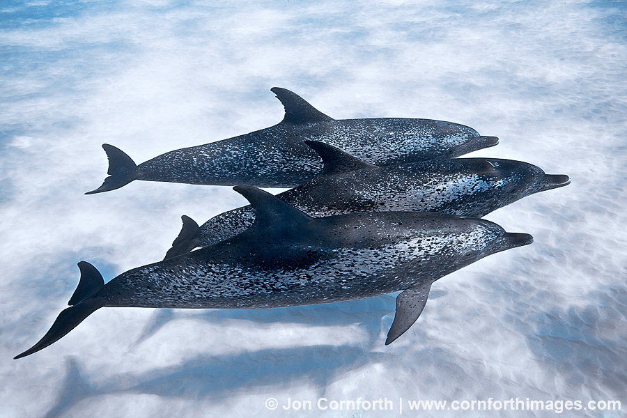 Atlantic Spotted Dolphin 26