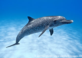 Atlantic Spotted Dolphin 3