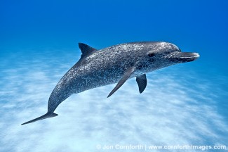 Atlantic Spotted Dolphin 3