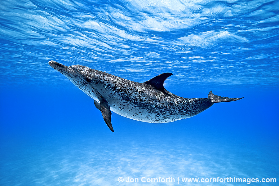 Atlantic Spotted Dolphin 7