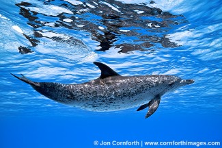 Atlantic Spotted Dolphin 9