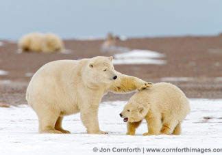 Barter Island Polar Bears 1