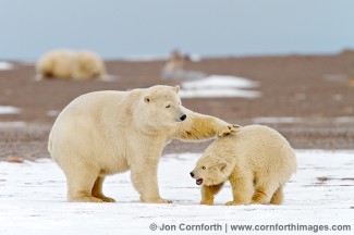 Barter Island Polar Bears 1