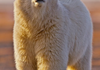 Barter Island Polar Bears 10
