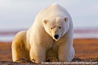 Barter Island Polar Bears 11