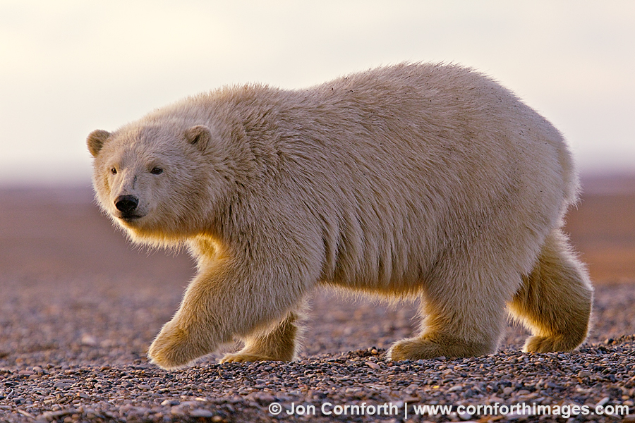 Barter Island Polar Bears 12