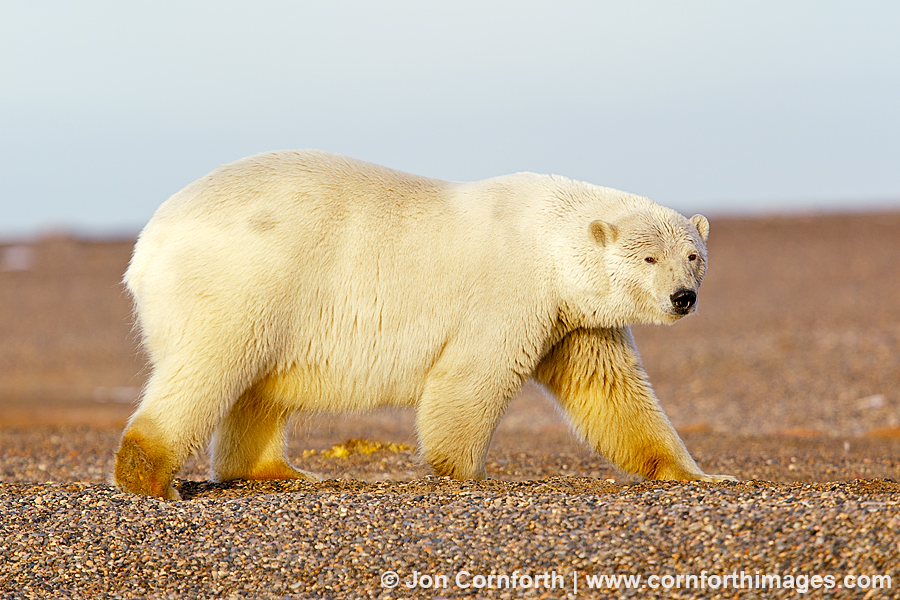 Barter Island Polar Bears 13