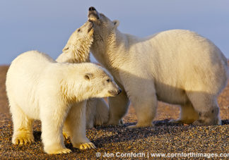 Barter Island Polar Bears 15