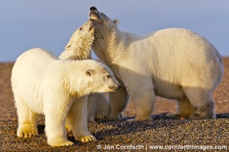 Barter Island Polar Bears 15