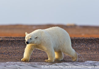 Barter Island Polar Bears 16
