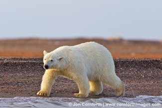 Barter Island Polar Bears 16