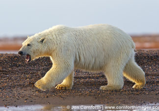 Barter Island Polar Bears 17