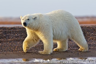 Barter Island Polar Bears 18