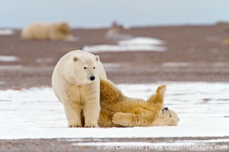 Barter Island Polar Bears 2