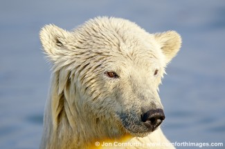 Barter Island Polar Bears 21