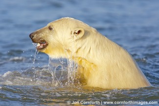 Barter Island Polar Bears 22
