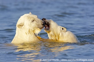 Barter Island Polar Bears 23