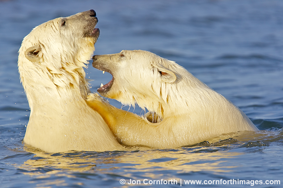 Barter Island Polar Bears 24