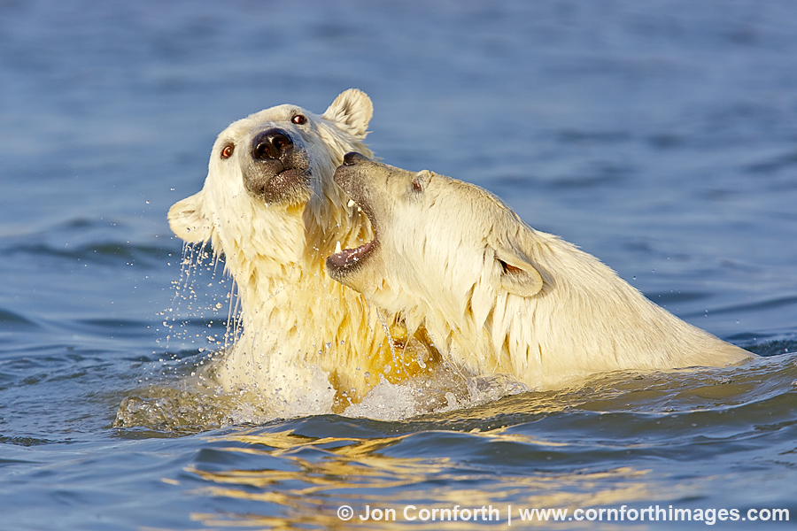 Barter Island Polar Bears 26