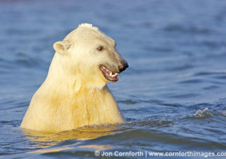 Barter Island Polar Bears 27