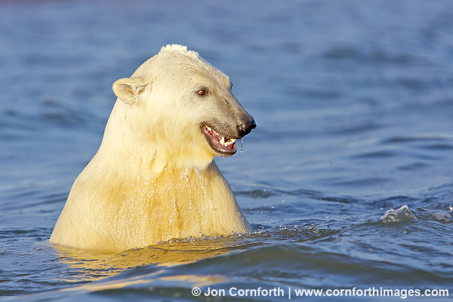 Barter Island Polar Bears 27