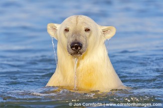 Barter Island Polar Bears 28