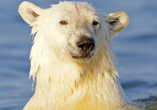 Barter Island Polar Bears 29
