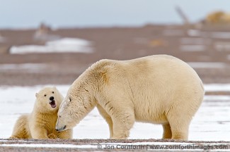 Barter Island Polar Bears 3